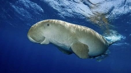 <div class="paragraphs"><p>Given the level of fascination surrounding the mermaid, it becomes interesting to note that the closest reference to a mermaid, for many storytellers from the medieval or the modern era, has been that of the dugong.</p></div>