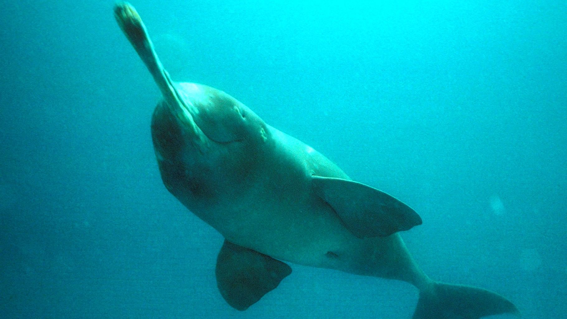 <div class="paragraphs"><p>  Only 2,500 to 3,000 Gangetic dolphins are estimated to be left..</p></div>