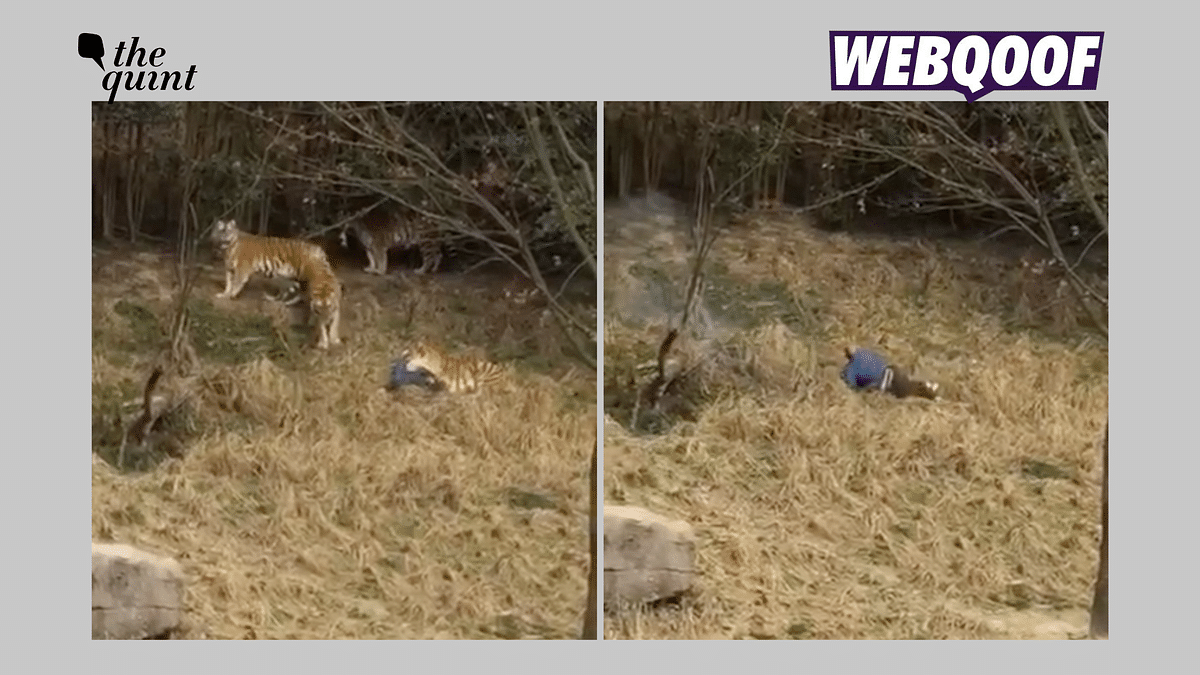 Fact-Check: Graphic Video Showing Tigers Eating a Man Is Not From India