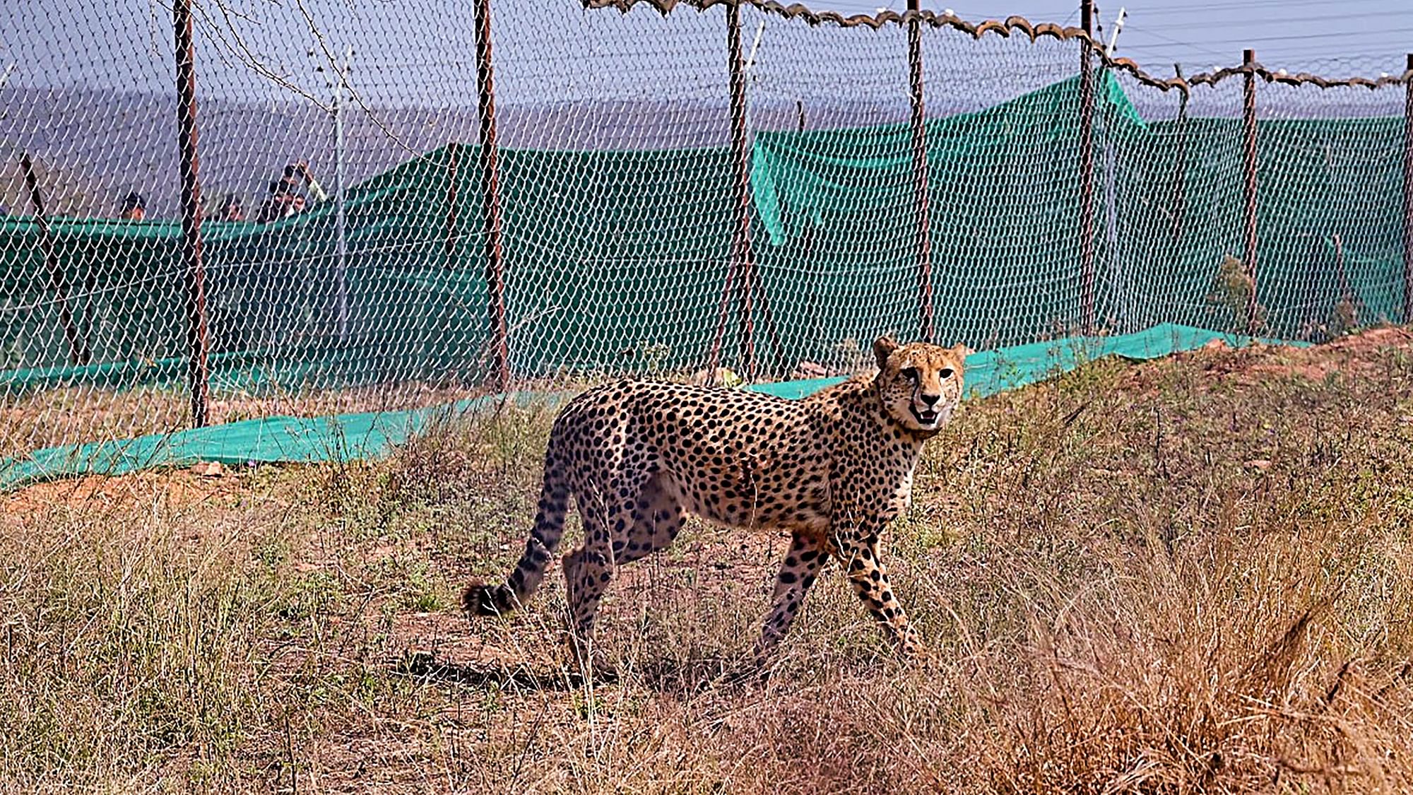 <div class="paragraphs"><p>Another cheetah at Madhya Pradesh's Kuno National Park was found dead on Wednesday, 2 August – taking the total casualty of India's  Project&nbsp;Cheetah to nine, including three cubs. Photo for representation only.&nbsp;</p></div>
