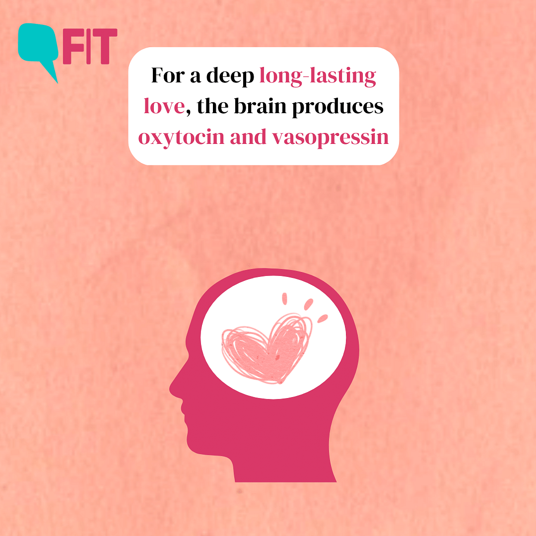 Your brain releases certain hormones that make you fall head over heels for someone.