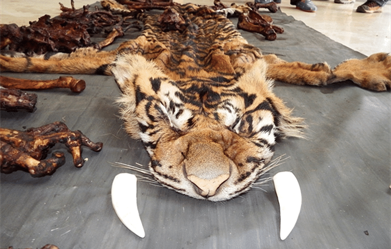 Tiger body parts are used as ingredients in Chinese traditional medicines creating huge demand for tiger poaching.