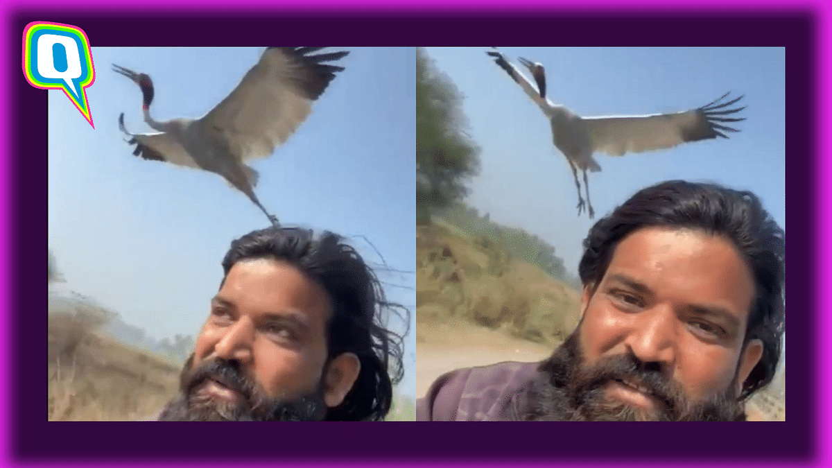 This Unusual Friendship Between A Man And A Crane Is Winning Hearts Online