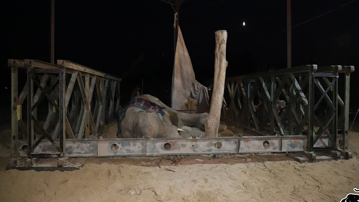 Rescued Elephant Moti 'Giving Up,' NGO Volunteers and Indian Army Fight On