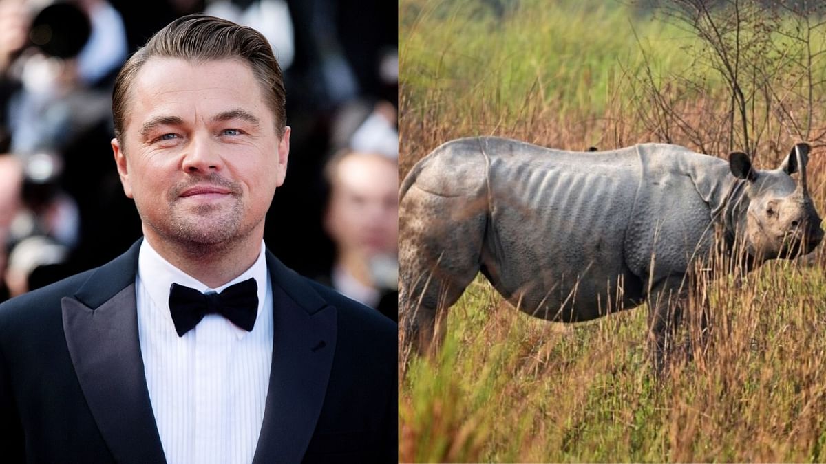 Leonardo DiCaprio Lauds Assam Government's Efforts To End Poaching Of Rhinoceros