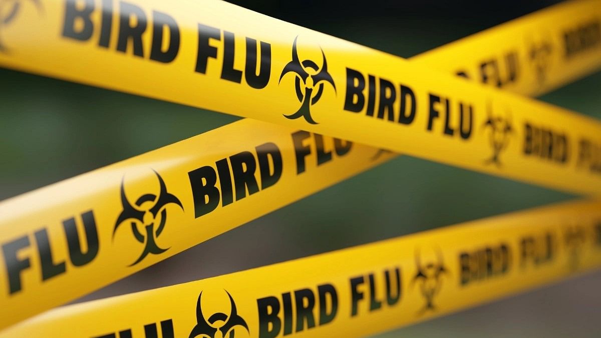 Bird Flu Death: Do Unprecedented  Cases Signal Growing Threat to Humans?