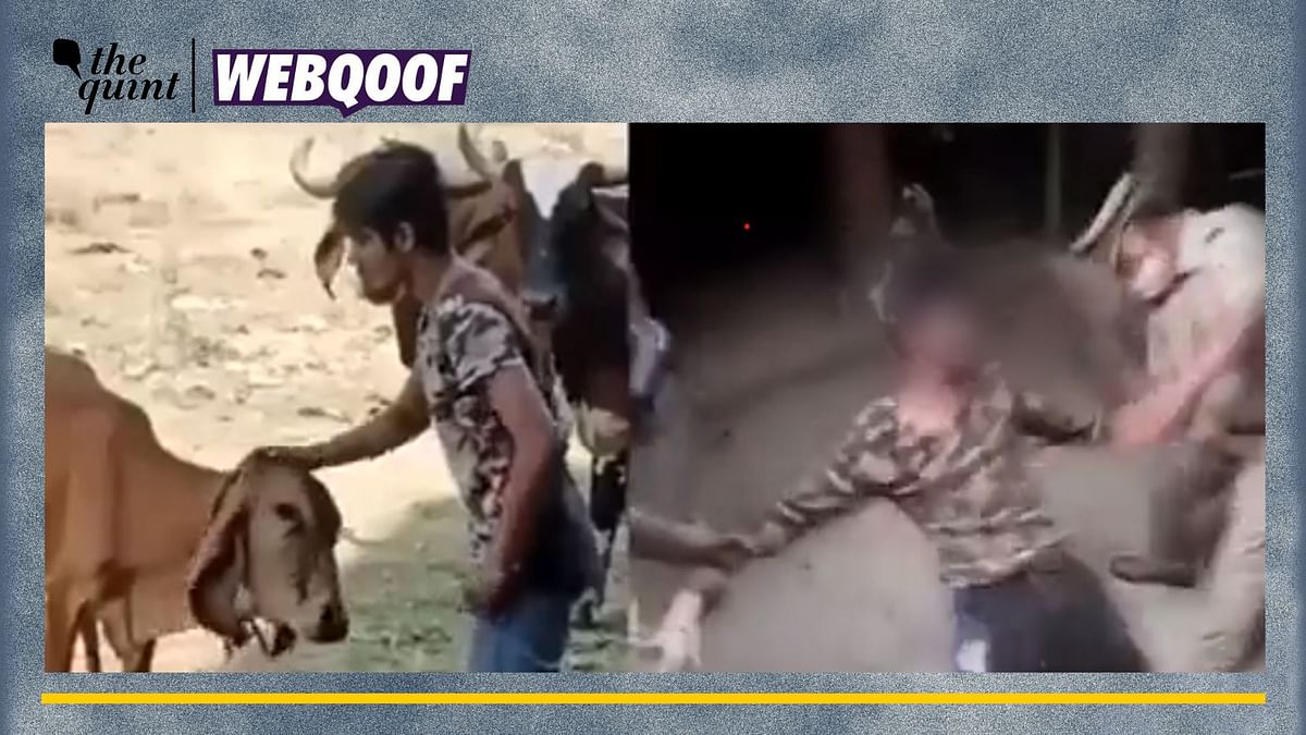 Old, Unrelated Clips Shared as ‘UP Police Thrashing Man for Assaulting Calf'