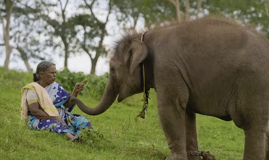 ‘The Elephant Whisperers’ wins Best Documentary Short at Oscars 2023. Who are the the docu film's protagonists?
