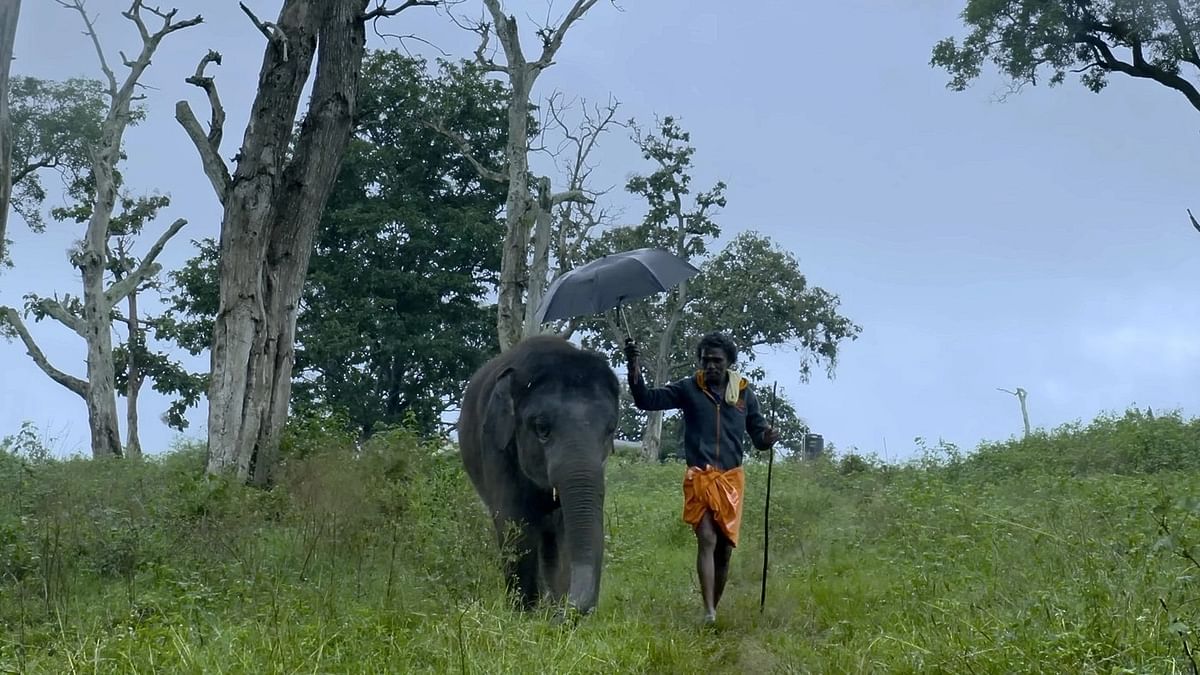 Why 'The Elephant Whisperers' Oscar Win Is Important in More Ways Than One
