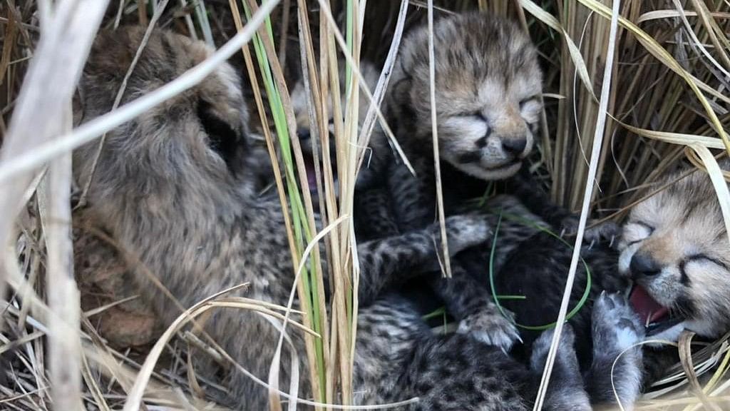 <div class="paragraphs"><p>The mother cheetah, named Siyaya, was constantly being monitored by a special team. Forest department officials said that her four cubs are completely healthy and are being monitored as well.</p></div>