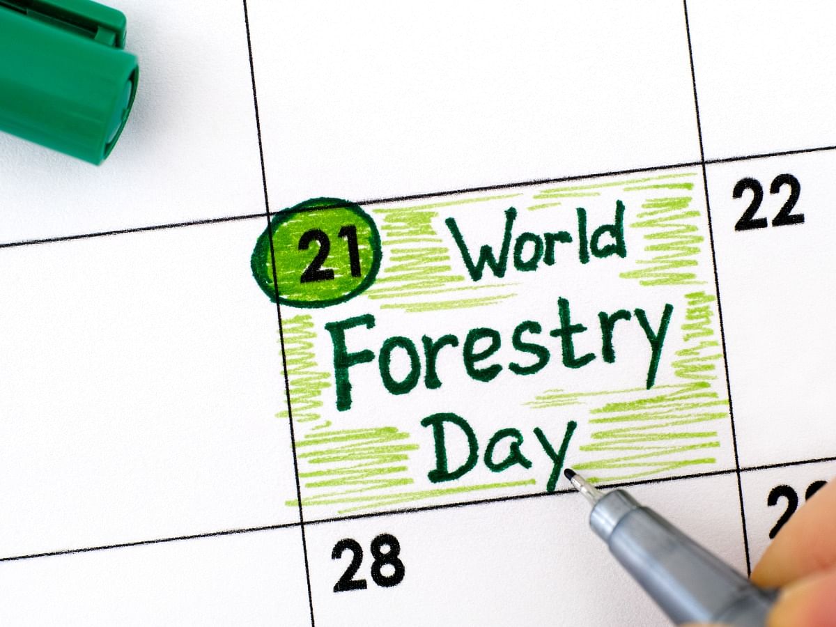 World Forestry Day or International Day of Forests 2023: Date ...