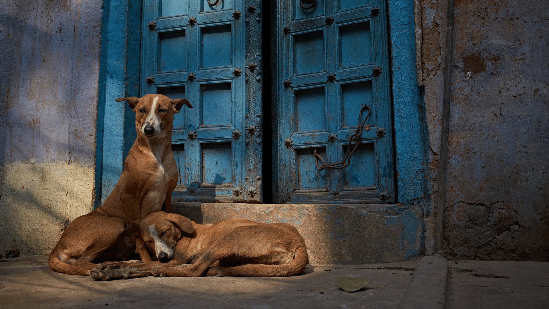 <div class="paragraphs"><p>India Has a Stray Dogs Problem, But What's the Bone of Contention?</p></div>