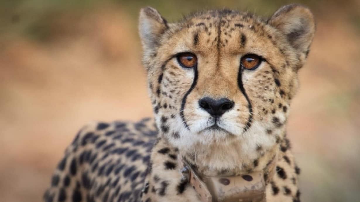 <div class="paragraphs"><p>The death of the four-and-a-half-year-old animal is a setback to Project Cheetah, which was initiated to revive the population of the world's fastest land animal in India, 70 years after they became extinct.</p></div>