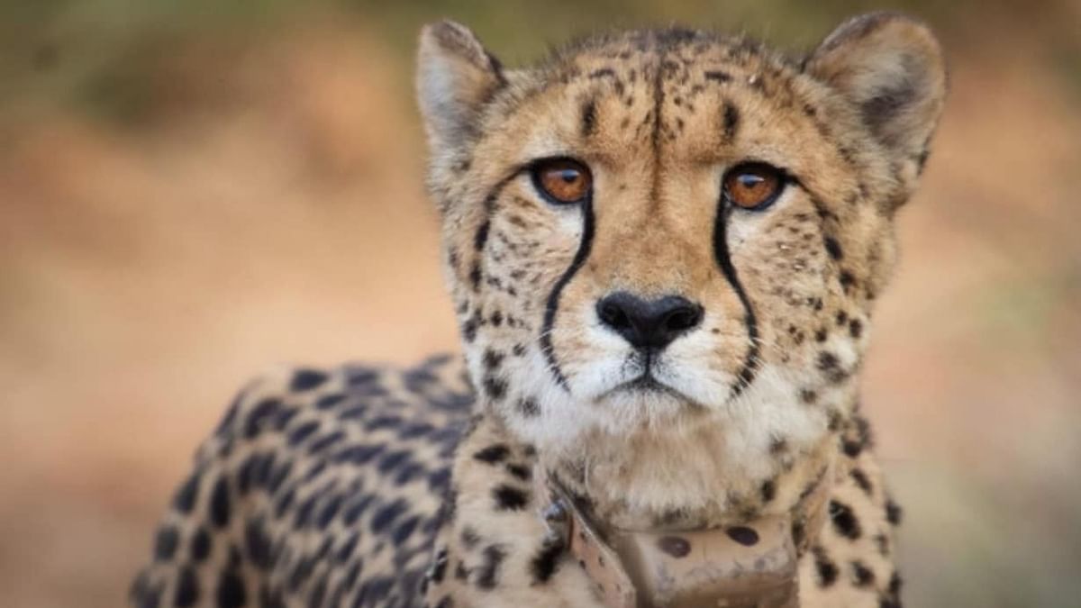 Cheetah Brought To Madhya Pradesh's Kuno from Namibia Dies of Kidney Ailment