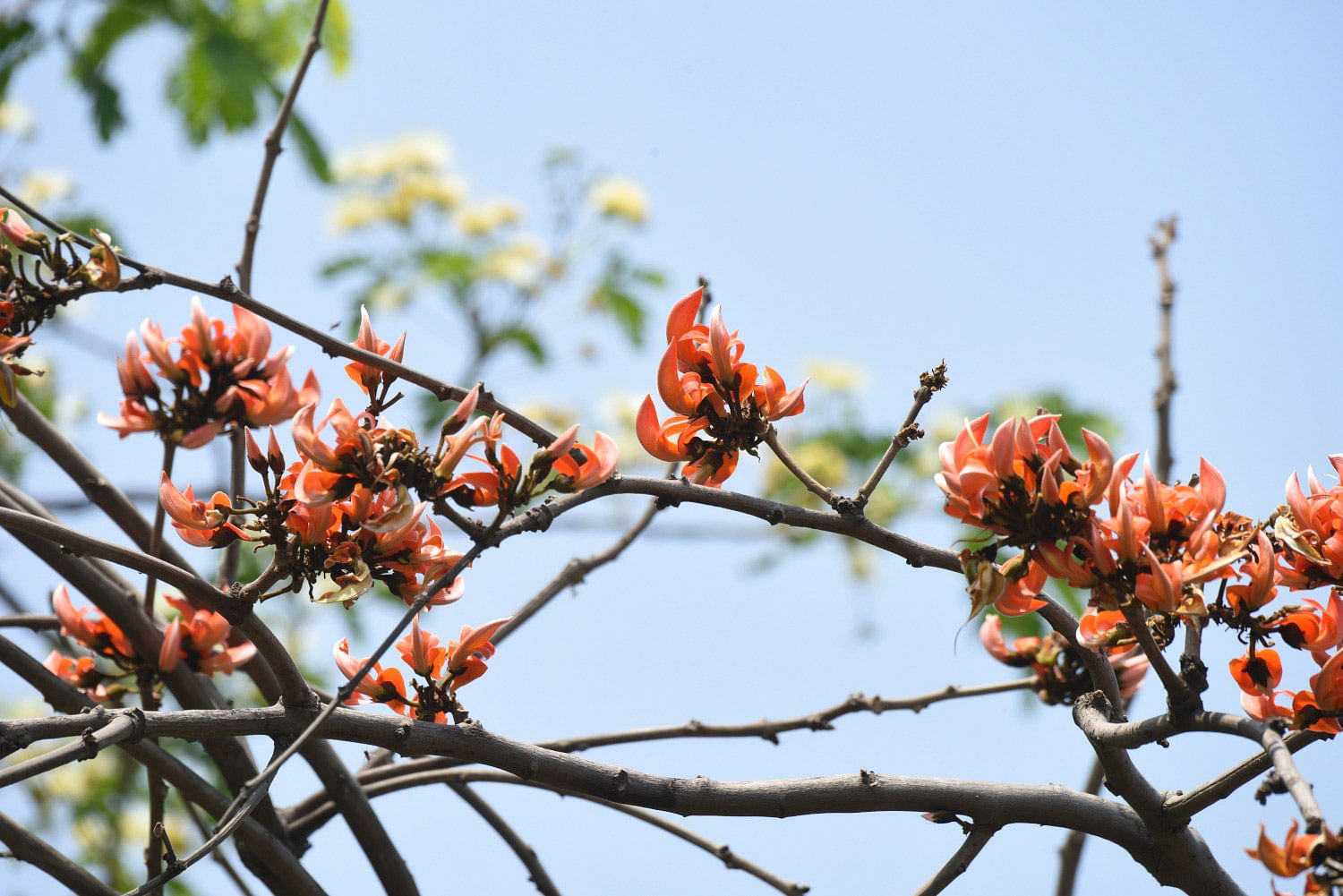 G20 Flower Festival kicks off at Delhi's Connaught Place from today, read  deets