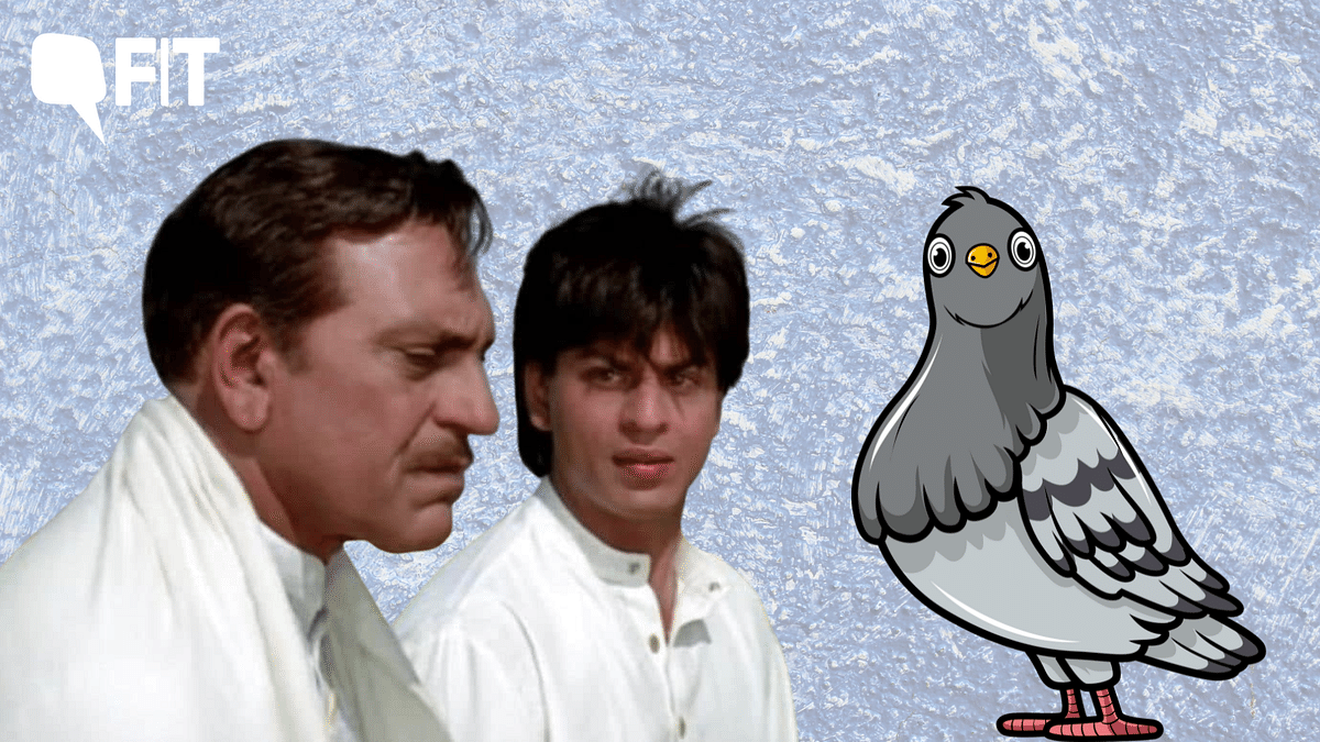 Don't Be Amrish Puri From DDLJ: Why Pigeons Are Bad News For Your Lungs