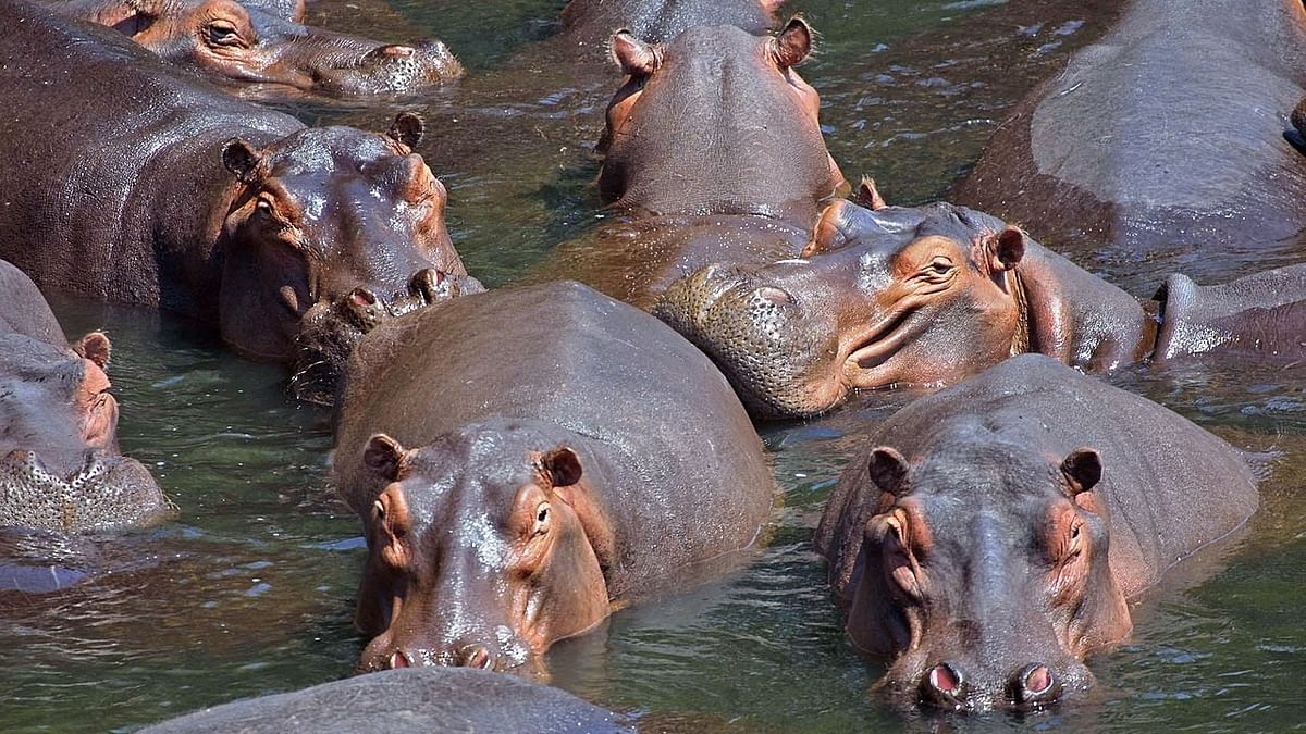 Pablo Escobar's 'Cocaine Hippos' Are Coming to India at a High Cost of $3.5 Mn