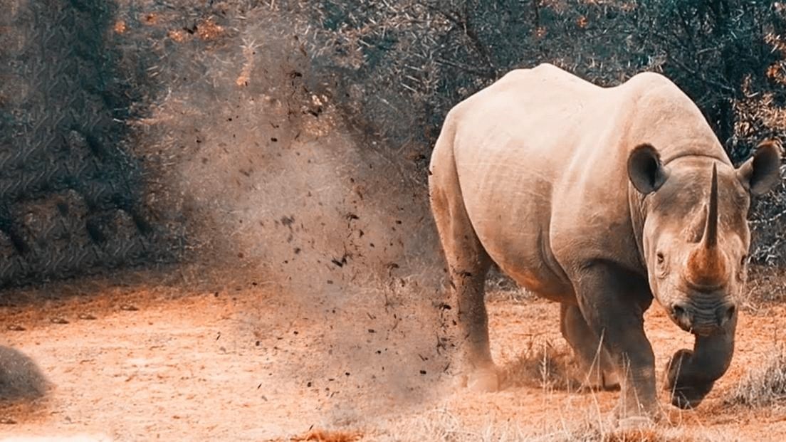 <div class="paragraphs"><p>Representative image of a rhino attack&nbsp;</p></div>