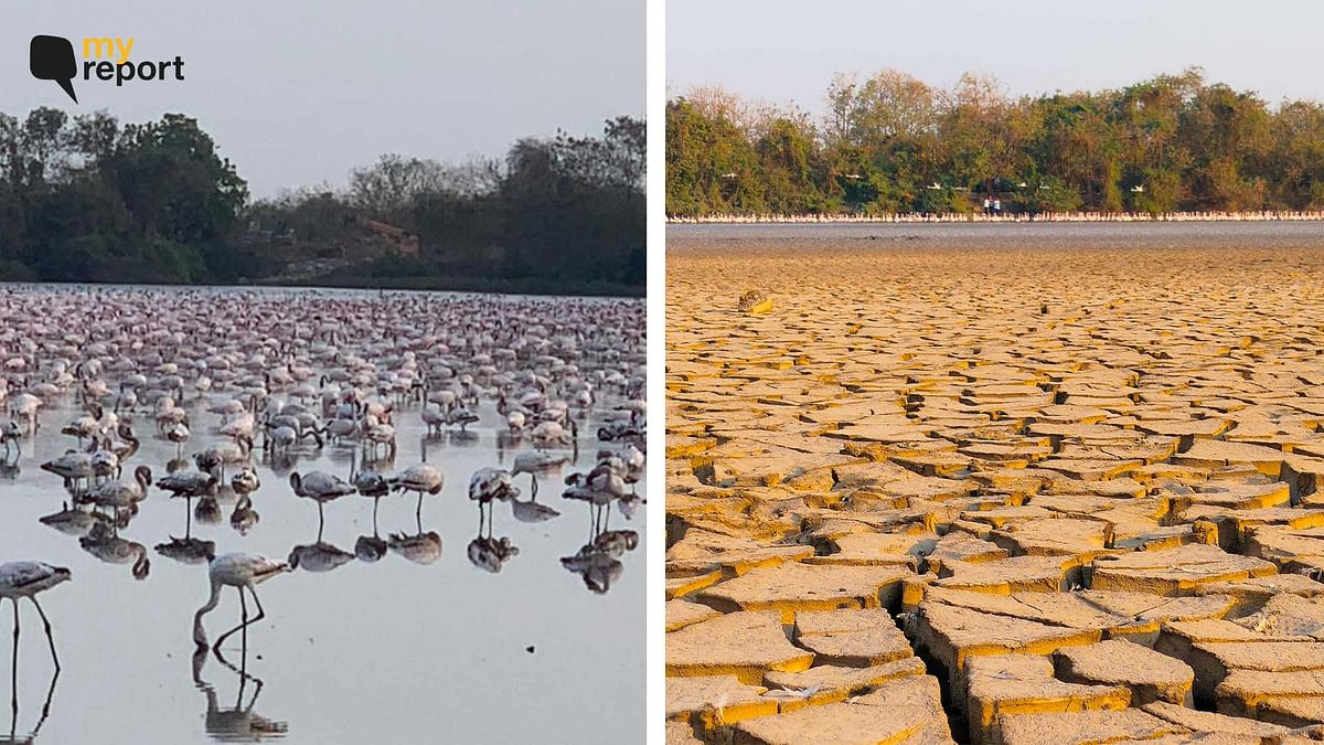 'Where Will Flamingos Go? I Visited Navi Mumbai's Wetlands, Now Turned Barren'