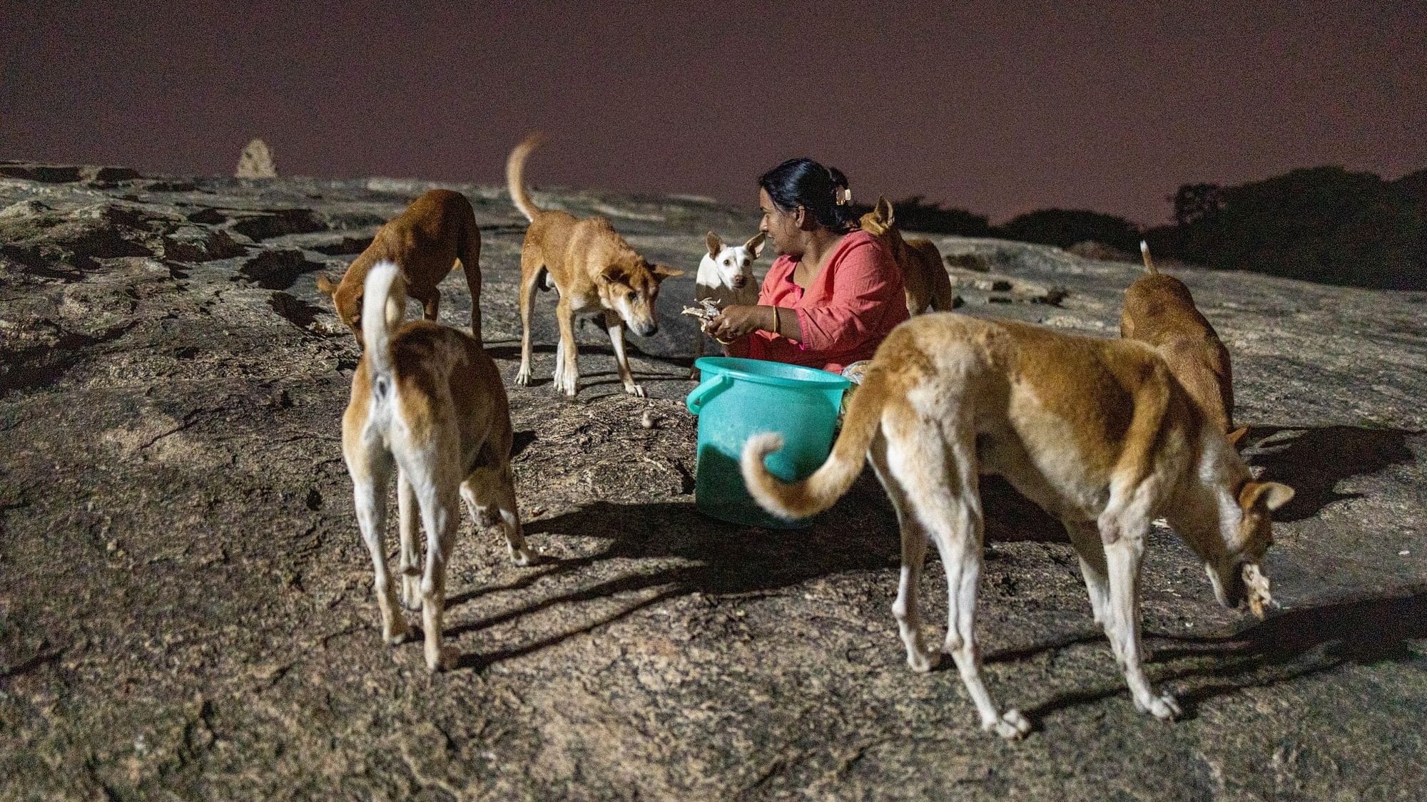 <div class="paragraphs"><p>Manjari feeding a pack of old stray dogs atop a small hill inside the Lalbagh Botanical Gardens, Bengaluru.&nbsp;</p></div>