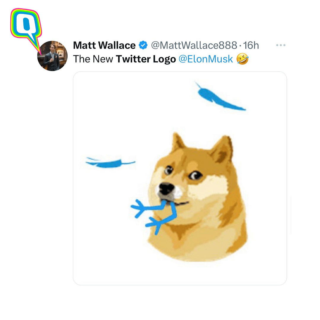Memes, jokes and reactions to Doge meme replacing the infamous Twitter blue bird. 
