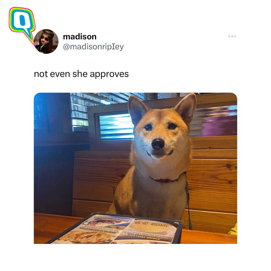 Memes, jokes and reactions to Doge meme replacing the infamous Twitter blue bird. 