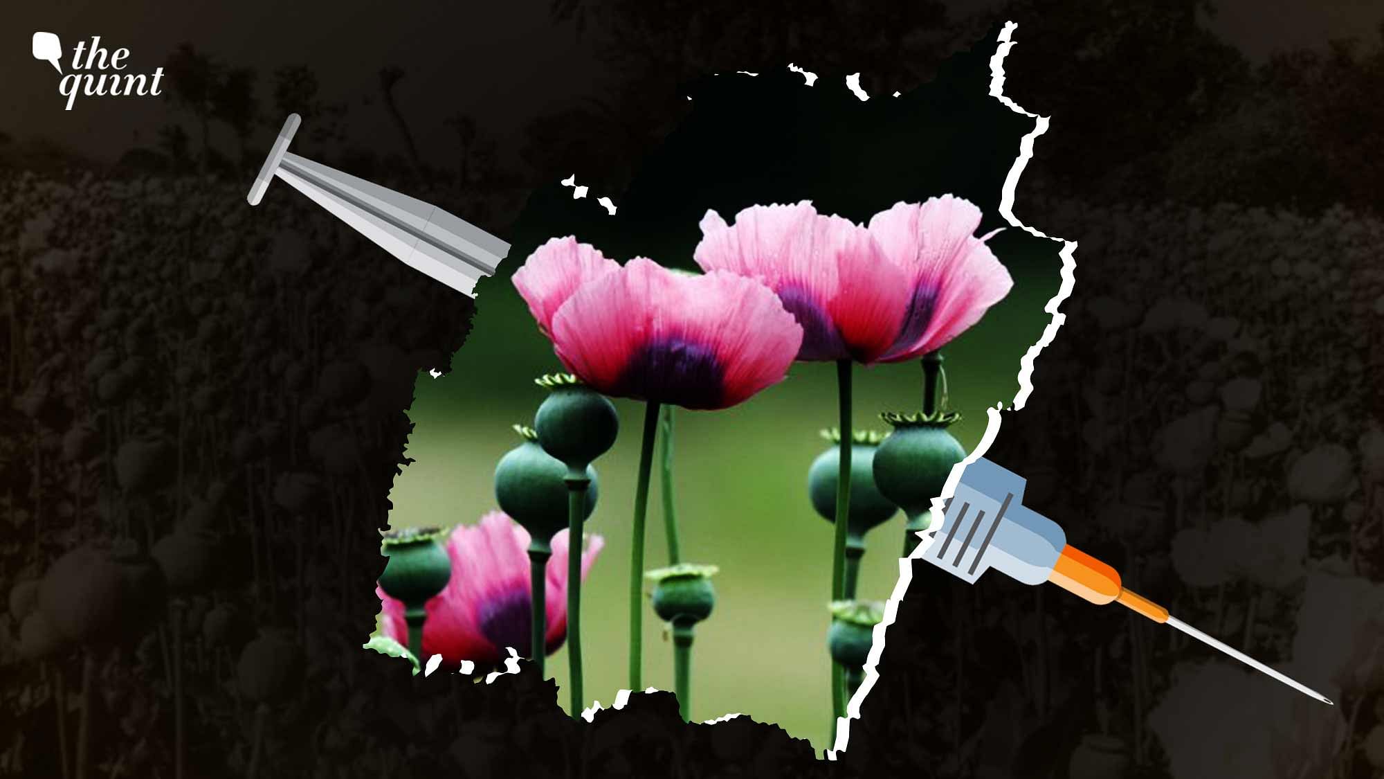 <div class="paragraphs"><p>In 2017, during N Biren Singh's first term as the chief minister, the Manipur government declared a "war on drugs". Poppy cultivation ever since has been a major target of it.</p></div>