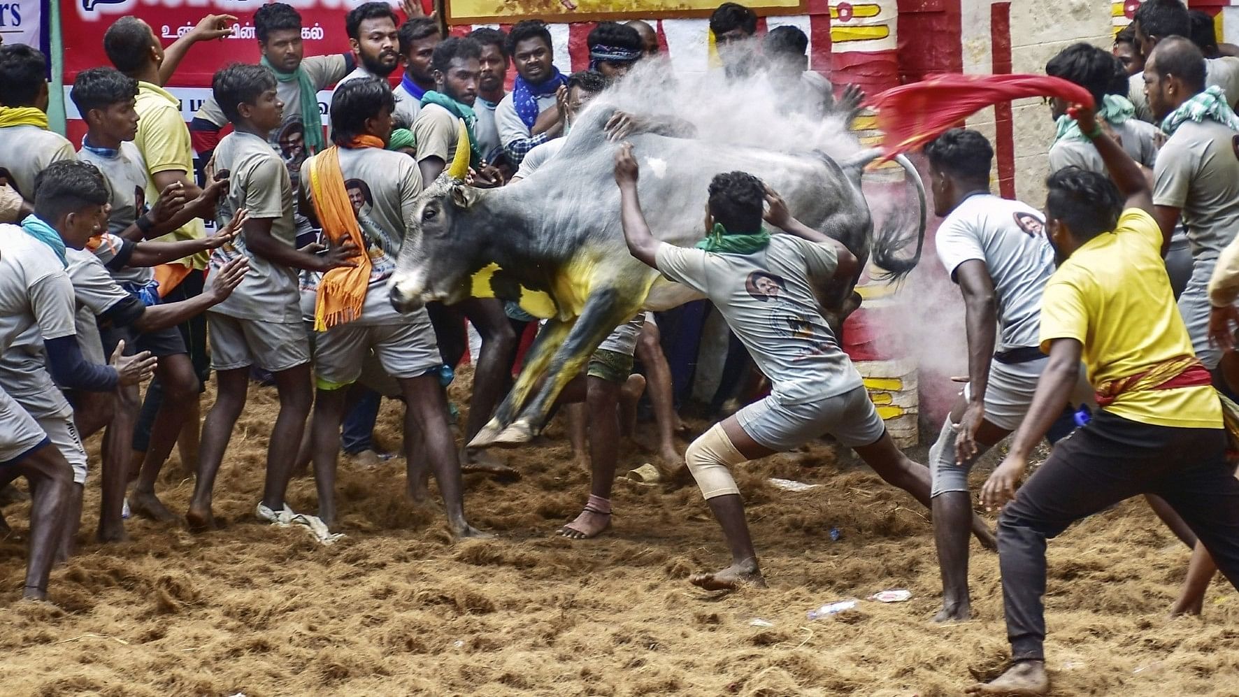 <div class="paragraphs"><p>A still of bull-tamers attempting to subdue a charging bull during Alanganallur Jallikattu, in Madurai (Jan 2022).</p></div>