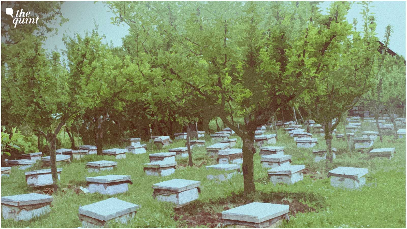 <div class="paragraphs"><p>An apple orchard in the Bandipora area of north Kashmir.&nbsp;</p></div>