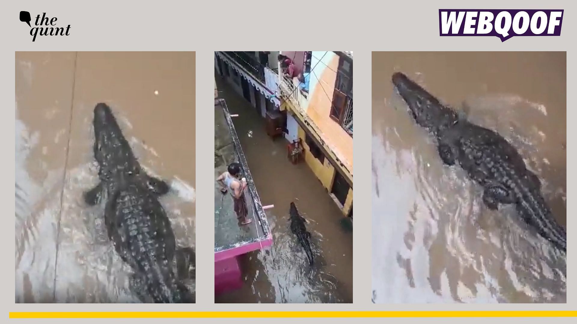 <div class="paragraphs"><p>Fact-check: This video of a crocodile is from Madhya Pradesh and not flooded areas of Ambala, Haryana.&nbsp;</p></div>