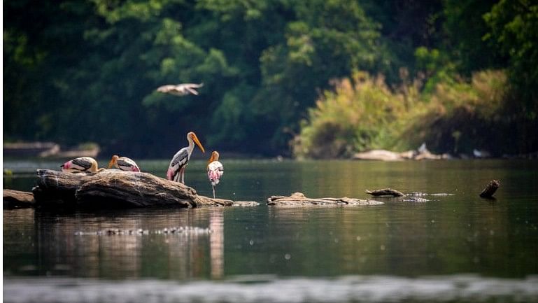 <div class="paragraphs"><p> Painted storks in a river in Karnataka. Free-flowing rivers support extraordinary aquatic and terrestrial biodiversity.</p></div>