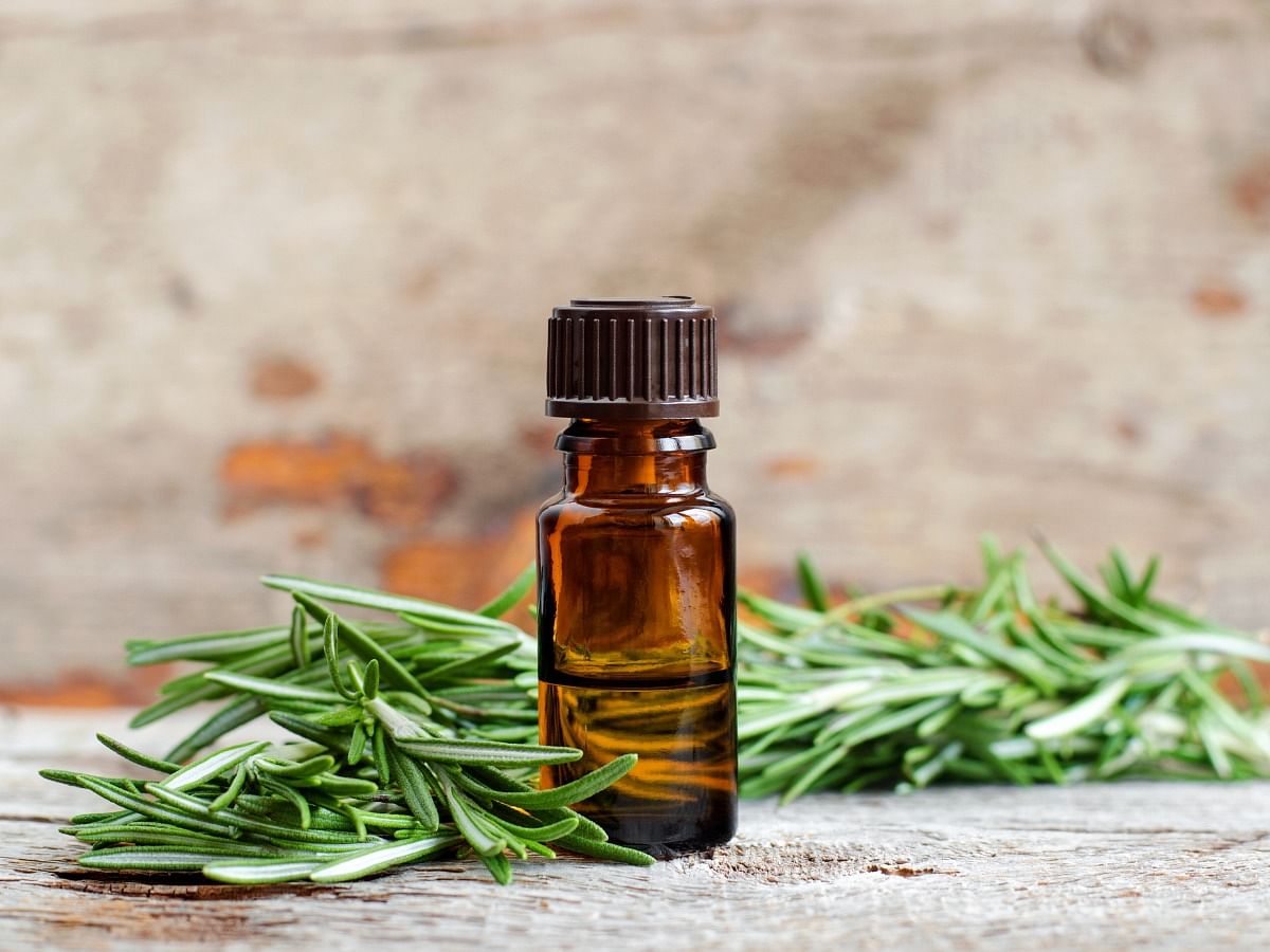 Rosemary Oil Benefits: Know the Uses and Advantages For Hair
