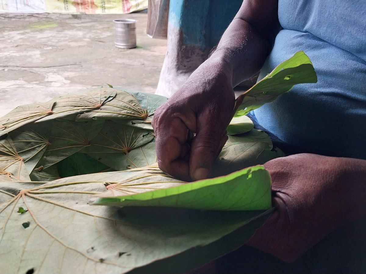 The Mahul leaves are smooth and leathery, but unfortunately, they are slowly vanishing due to forest fires.