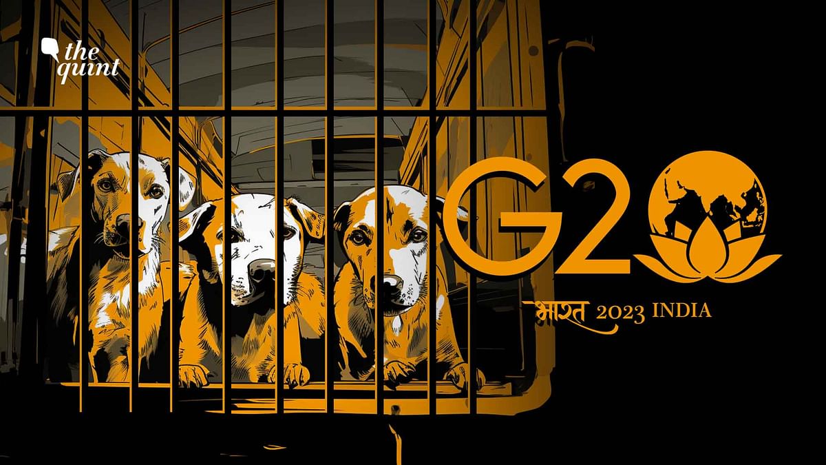 G20 Stray Dog Pick-up Drive: The ABCs of Treating Community Animals Humanely