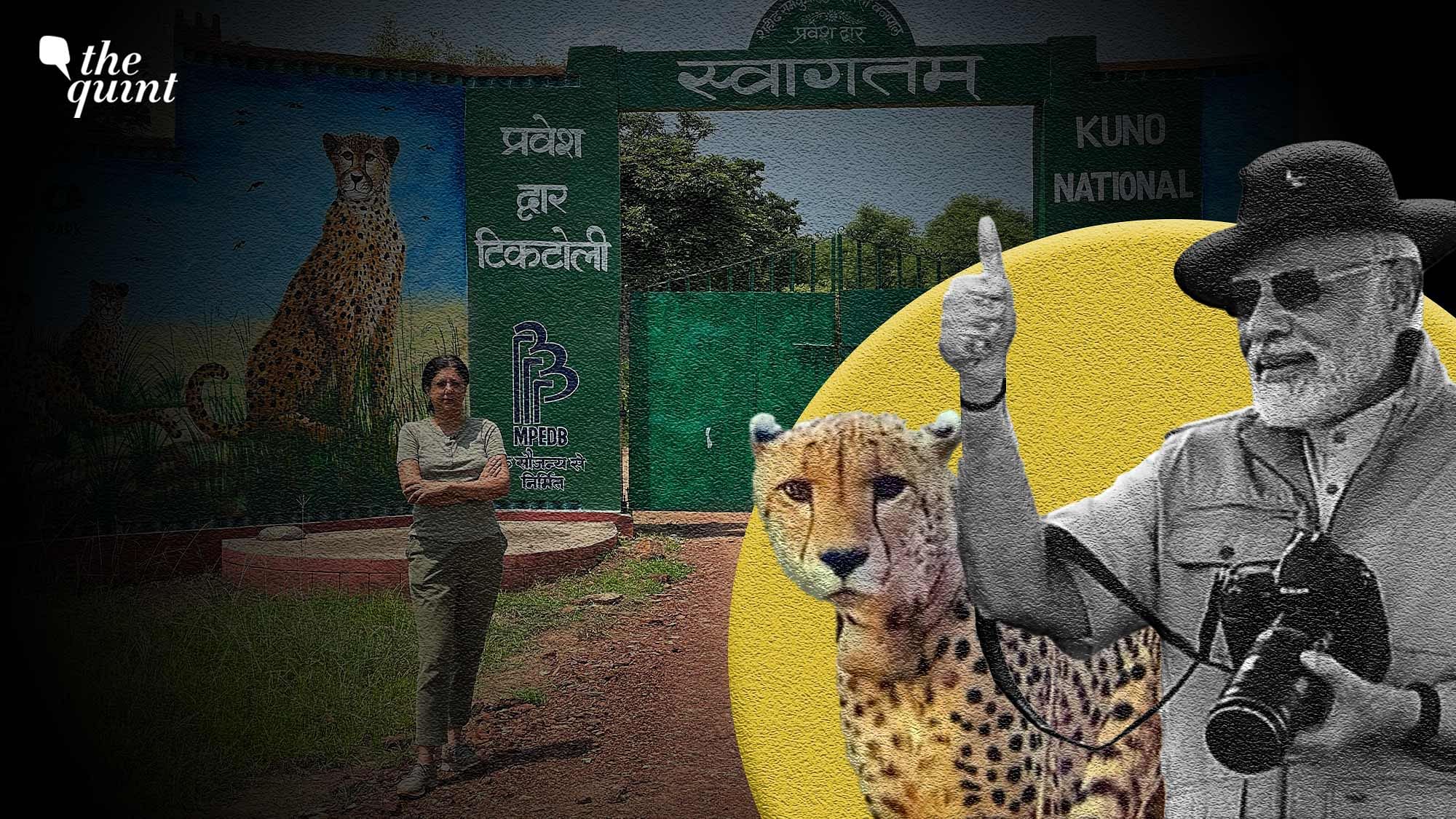<div class="paragraphs"><p>Prime Minister Narendra Modi inaugurated Project Cheetah in India last year by releasing a group of big cats brought from Namibia into an enclosure at Madhya Pradesh's Kuno National Park on September 17. Project Cheetah marks its one-year anniversary on Sunday.</p></div>