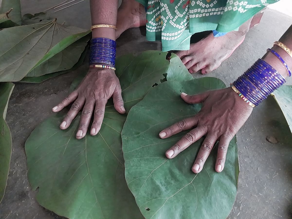 The Mahul leaves are smooth and leathery, but unfortunately, they are slowly vanishing due to forest fires.
