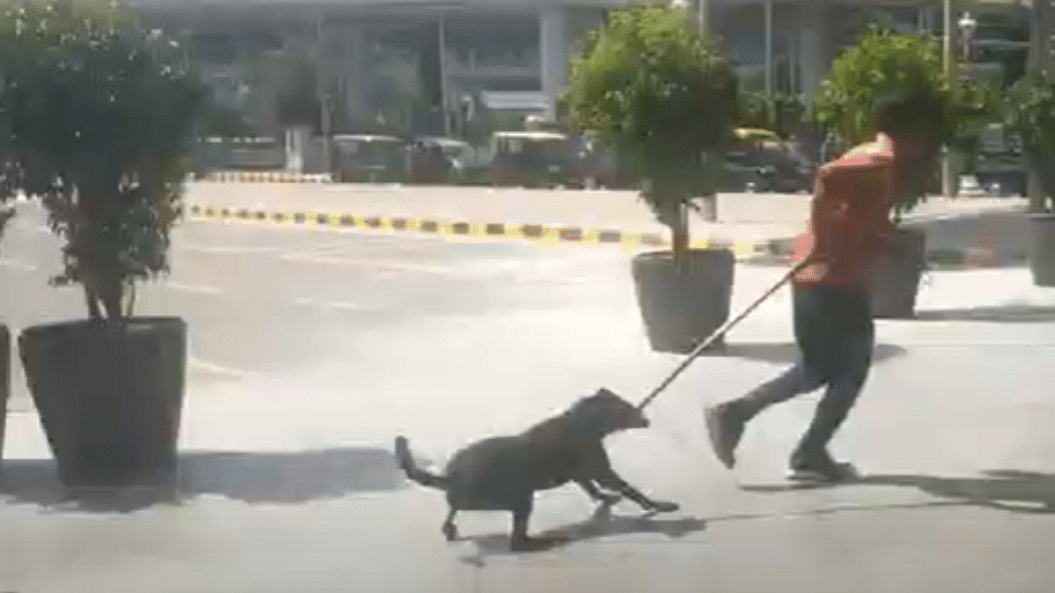 Metal wires were allegedly used to lift dogs up off the ground and huddle them into vehicles before the G20 Summit.