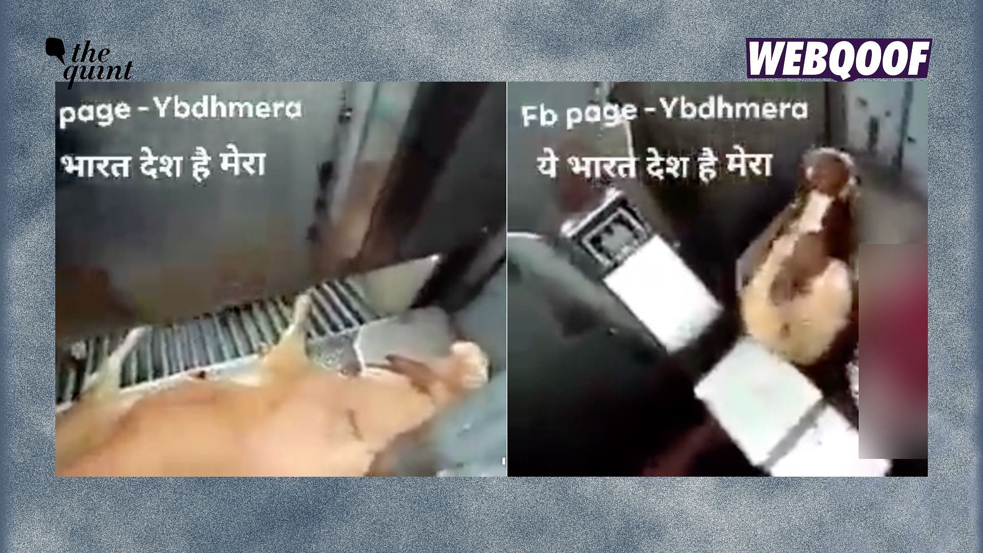 <div class="paragraphs"><p>The viral video is being shared on social media, where users are express discontent about cow killing machines being imported to India.</p></div>