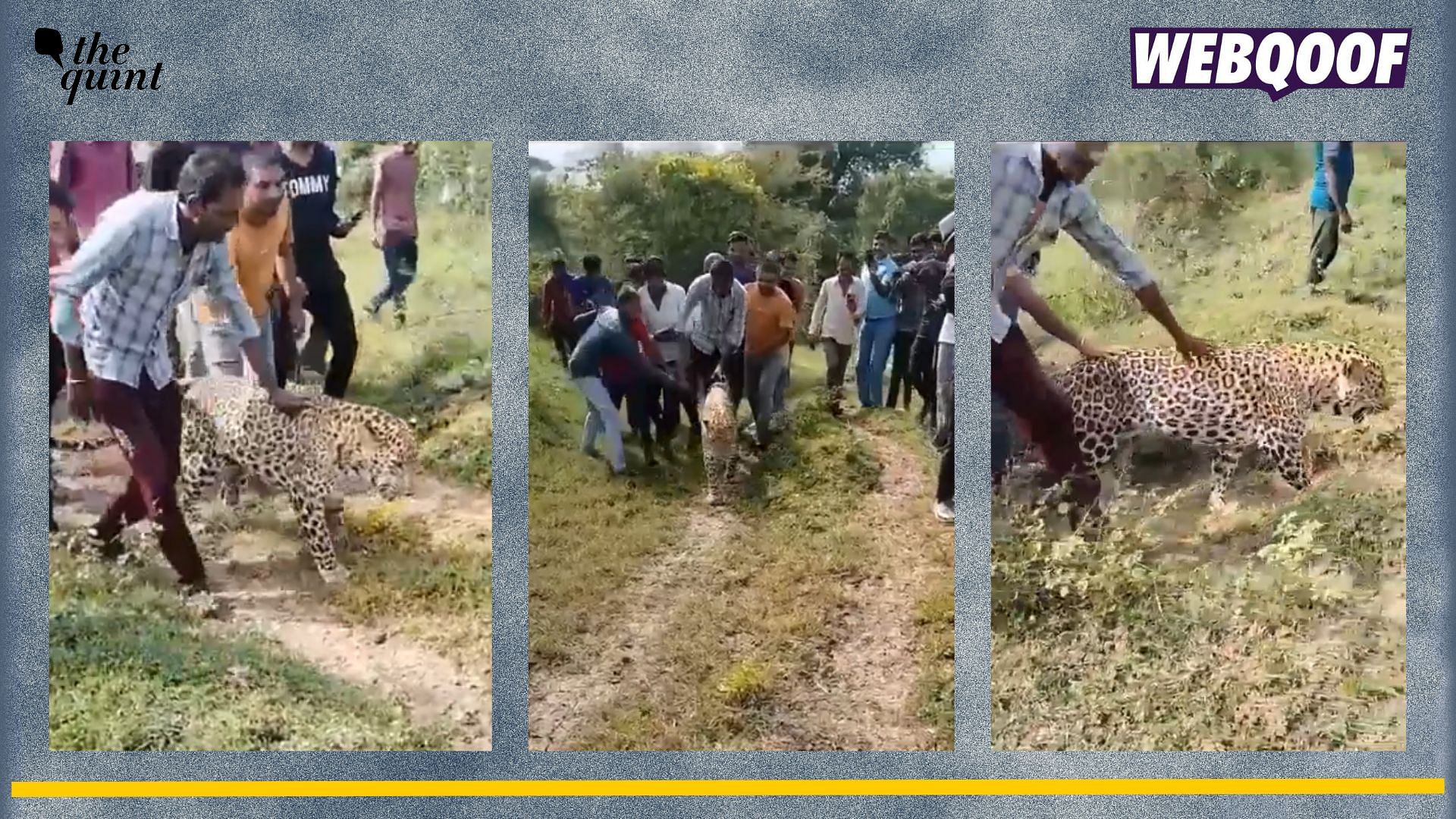 <div class="paragraphs"><p>Fact-Check: A video of a sick leopard being abused in Madhya Pradesh's forest is being shared with a misleading context about the animal being intoxicated.</p></div>