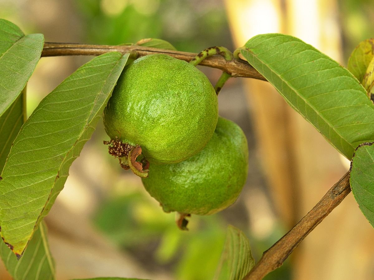 <div class="paragraphs"><p>Health Benefits Of Guava</p></div>