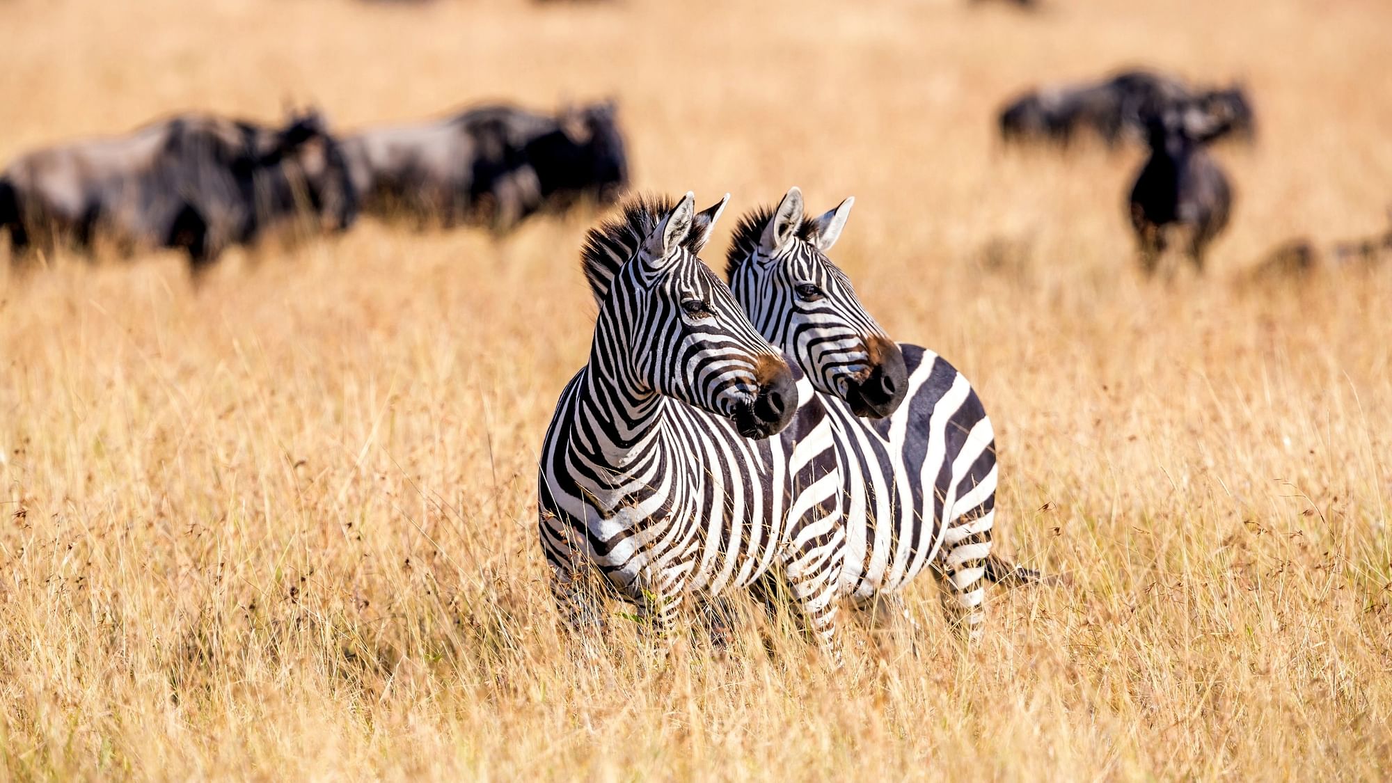 <div class="paragraphs"><p>Happy International Zebra Day 2024: Wishes and greetings to share with your loved ones.</p></div>