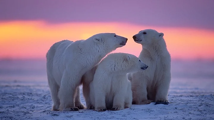 International Polar Bear Day 2024 Date, History, Importance