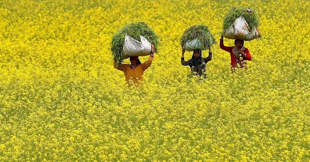 How Genetically Modified Organisms Will Destroy Non-GMO Agriculture in India