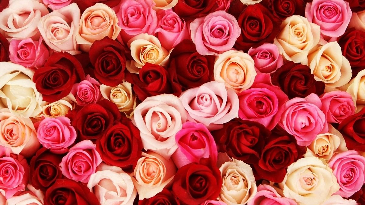 <div class="paragraphs"><p>Rose Day 2024 Date: Know the Significance of Different Colours Of Roses</p></div>