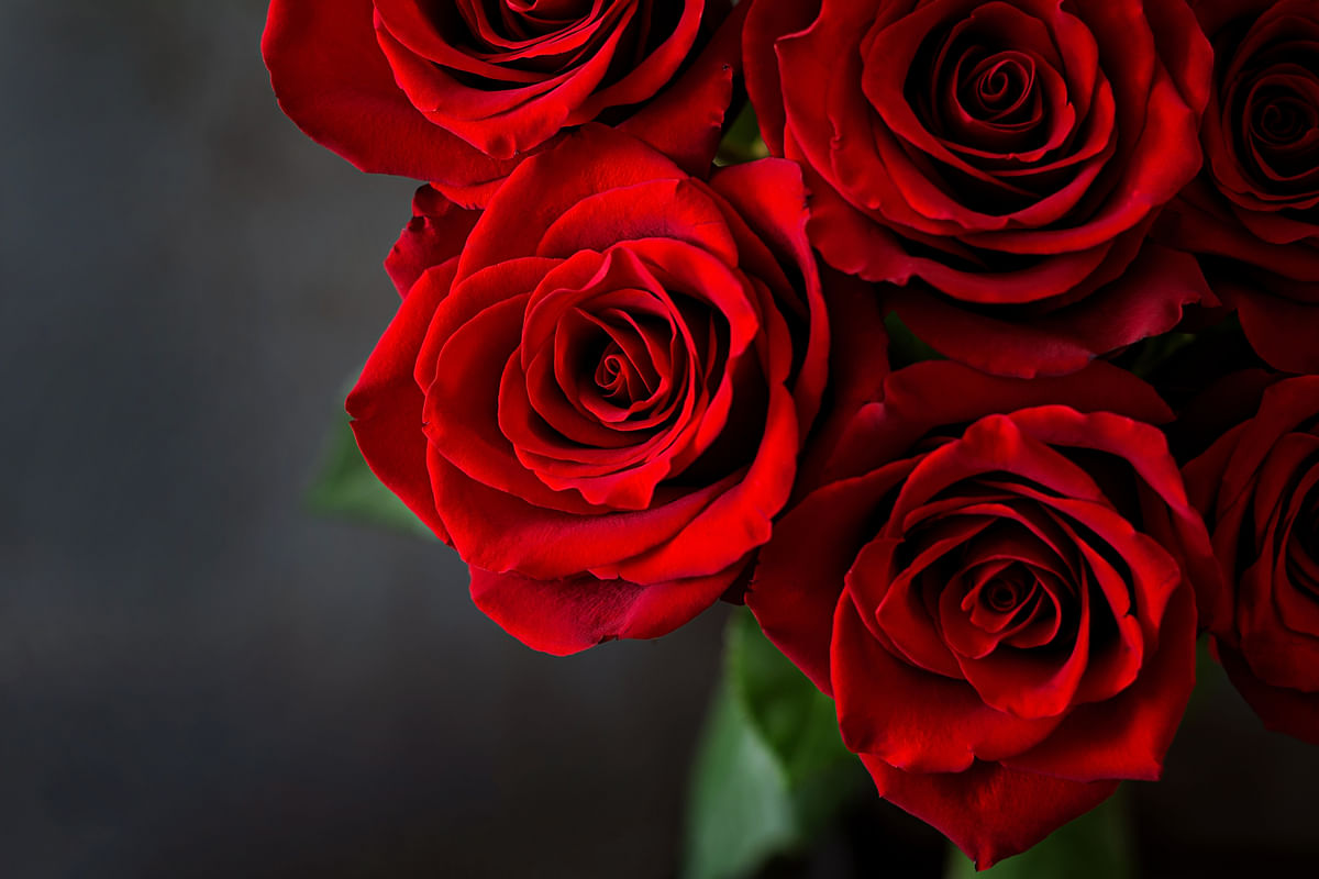 Happy Rose Day 2024: The day is celebrated on 7 February, and it marks the beginning of the Valentine's week.
