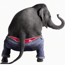Let's embrace the elephant spirit. (Wait, I hope I've  written embrace and not embarrassed... I herd about this!)