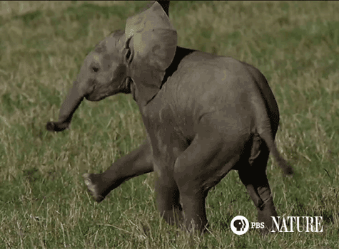 Let's embrace the elephant spirit. (Wait, I hope I've  written embrace and not embarrassed... I herd about this!)