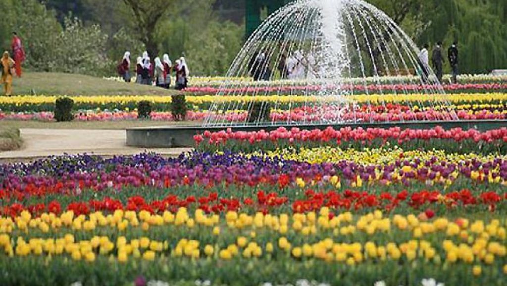 <div class="paragraphs"><p>Tulip Garden in Srinagar J&amp;K: Opening date, time, and other details.</p></div>