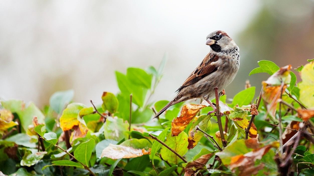 <div class="paragraphs"><p>World Sparrow Day 2024: Know the history and importance of the day here.</p></div>