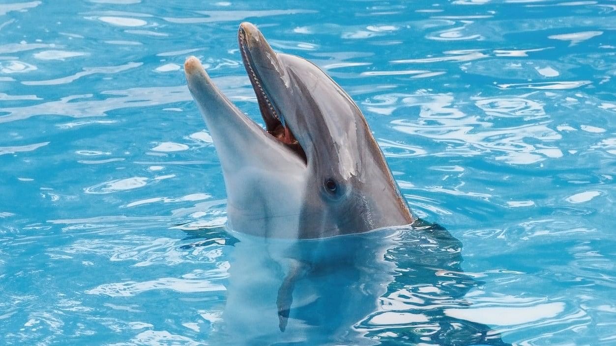 <div class="paragraphs"><p>National Dolphin Day 2024: Know the importance of dolphins here.</p></div>